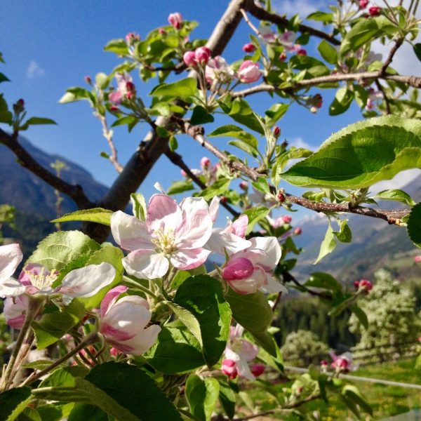 Come Riconoscere 6 Alberi Da Frutto Dai Loro Fiori