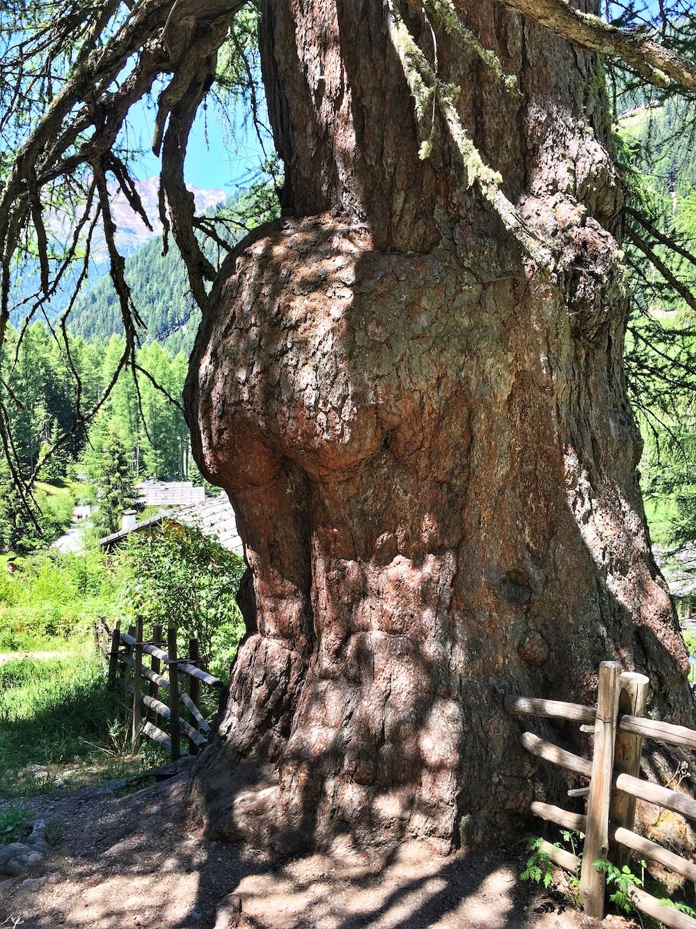 Larici Millenari In Val D Ultimo Le Conifere Pi Vecchie D Europa