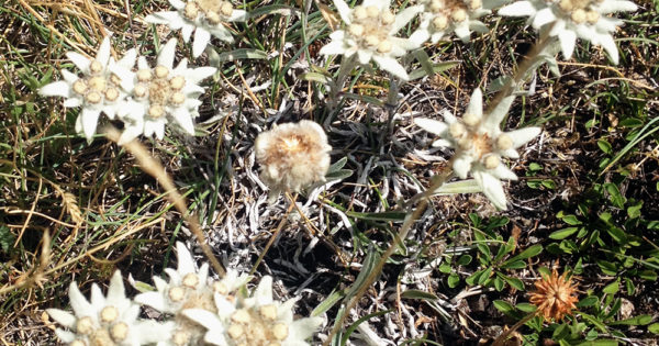 7 Fiori Di Montagna Che Dovresti Proprio Conoscere