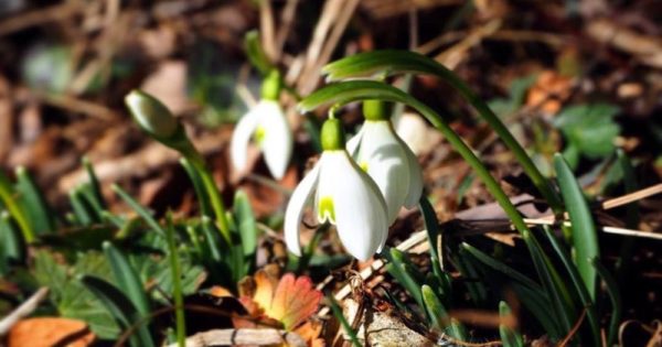 3 fiori primaverili che sbocciano nei boschi di montagna ...