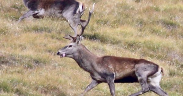 Quali Sono Le Differenze Tra Cervo E Capriolo Impara A