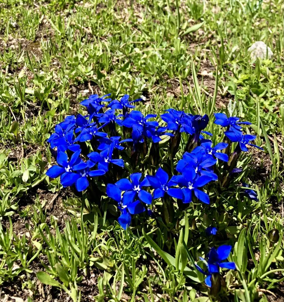 7 fiori di montagna che dovresti proprio conoscere