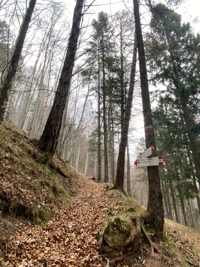 sentiero verso malga andalo d'autunno